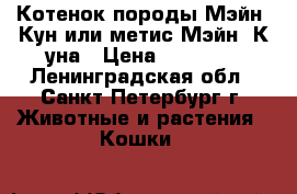 Котенок породы Мэйн -Кун или метис Мэйн- К уна › Цена ­ 0-3000 - Ленинградская обл., Санкт-Петербург г. Животные и растения » Кошки   